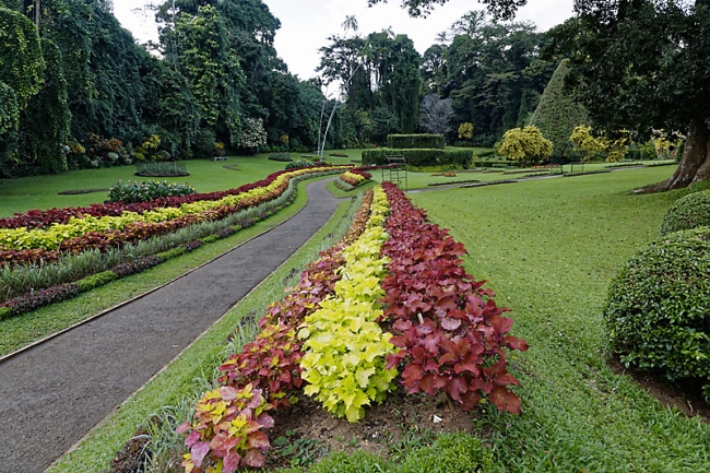 Kandy-Botanical garden-093